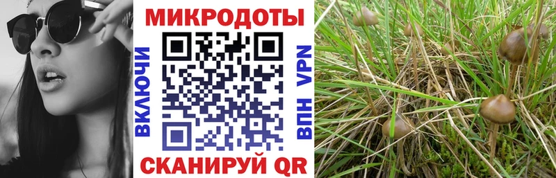 Галлюциногенные грибы Psilocybe Волжск