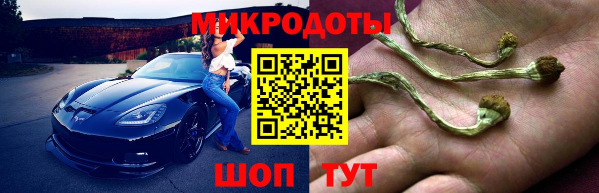 Псилоцибиновые грибы Psilocybe Волжск